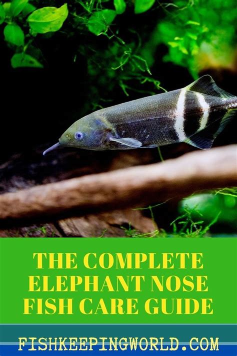 Elephantnose Fish Care .